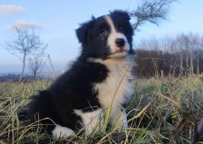 Szczenię BORDER COLLIE z Hodowli - Rasowy pies z pełną dok.