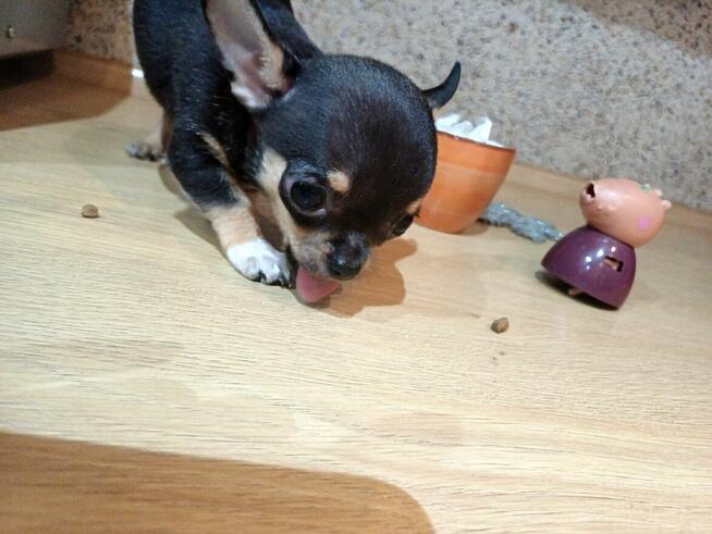 Przepiękna Maleńka Unikatowa Chihuahua