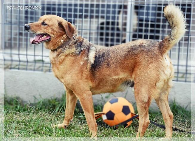 Pigmej – wspaniały, psi terapeuta