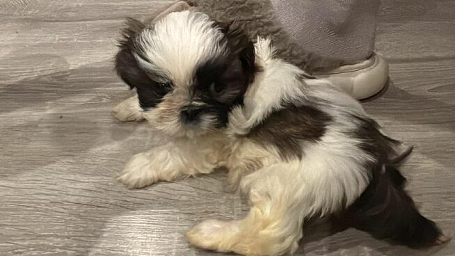 7 tygodniowy shih tzu