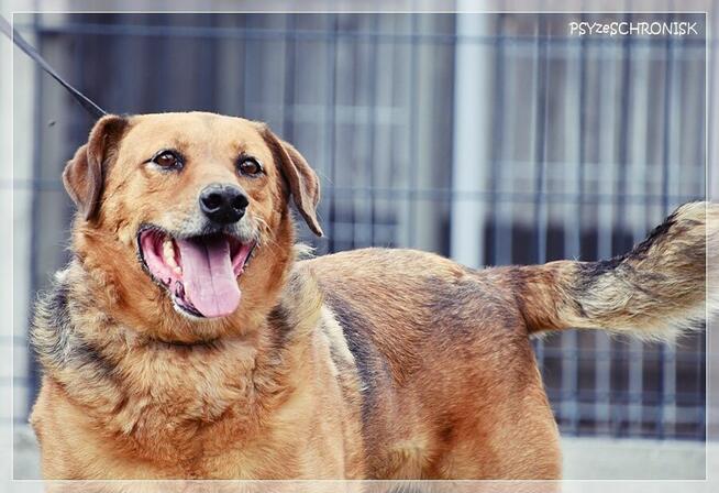 Pigmej – wspaniały, psi terapeuta