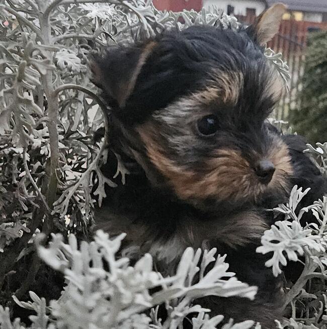 pies Yorkshire Terrier