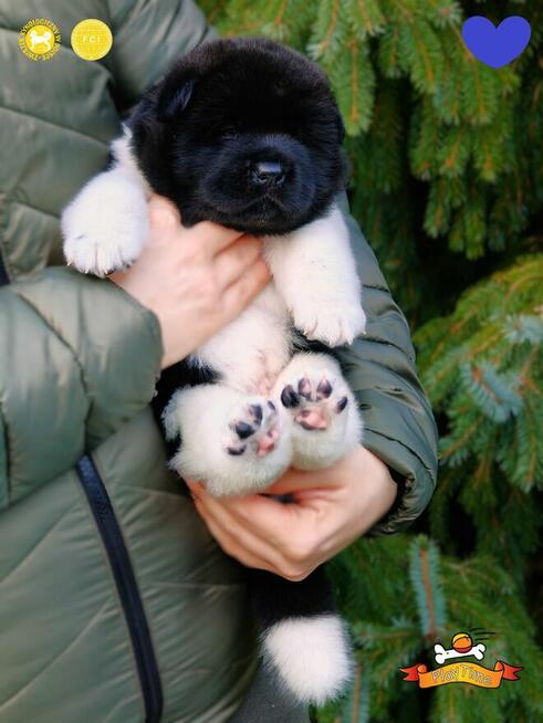 Szczenięta AKITA AMERYKAŃSKA - odbiór marzec - PlayTime FCI