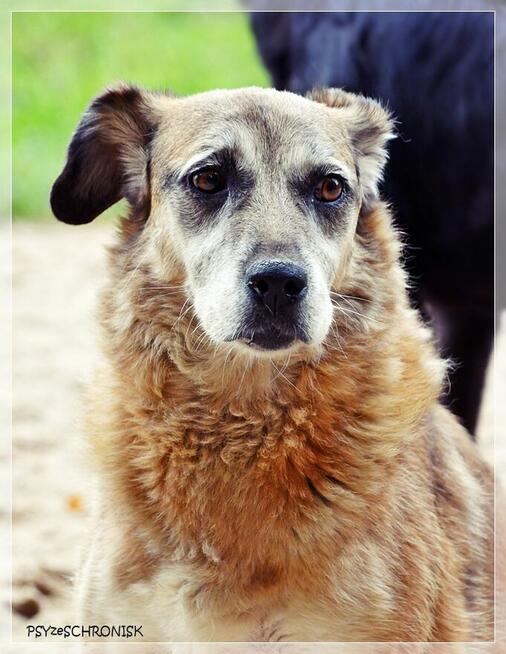 Koma – kolejne niepotrzebne psie życie? Daj staruszce miłość