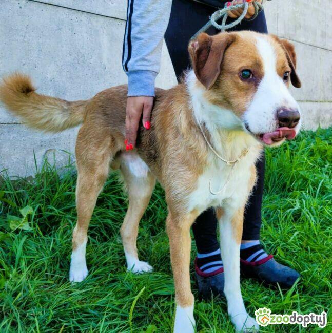 ZEFIR - piękny, niewidomy psiak za kratami, ADOPTUJ