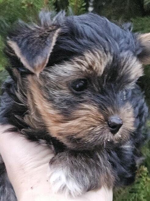 pies Yorkshire Terrier