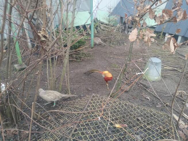 Sprzedam bażanty polne Mielec i okolice