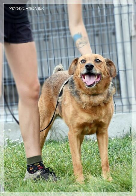 Pigmej – wspaniały, psi terapeuta