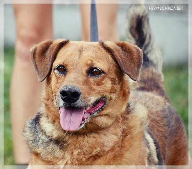 Pigmej – wspaniały, psi terapeuta