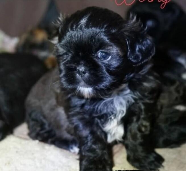 Shih tzu sunia