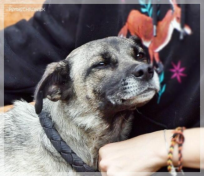 Szarka – delikatny, zapatrzony w człowieka psi anioł