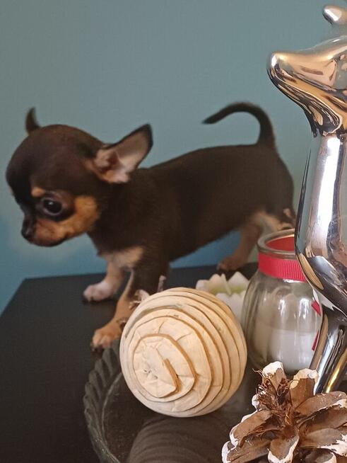 Przepiękna Maleńka Unikatowa Chihuahua