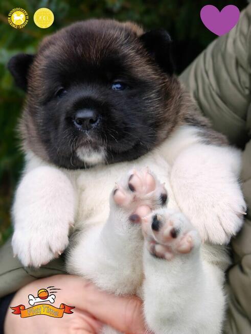 Szczenięta AKITA AMERYKAŃSKA - odbiór marzec - PlayTime FCI