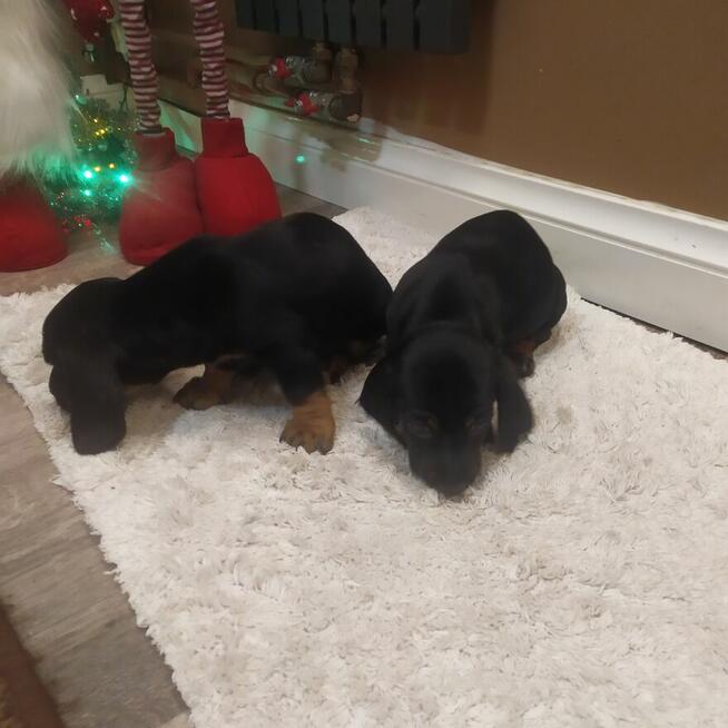 JAMNIKI JAMNICZKI MINIATURA STANDARD