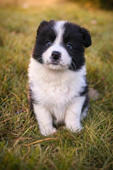 Border Collie Gotowy do odbioru