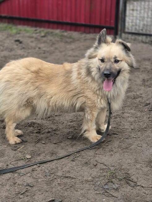 Maniuś – mały promyk radości szuka domu