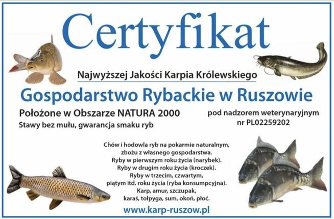 Karp sprzedaż Wrocław