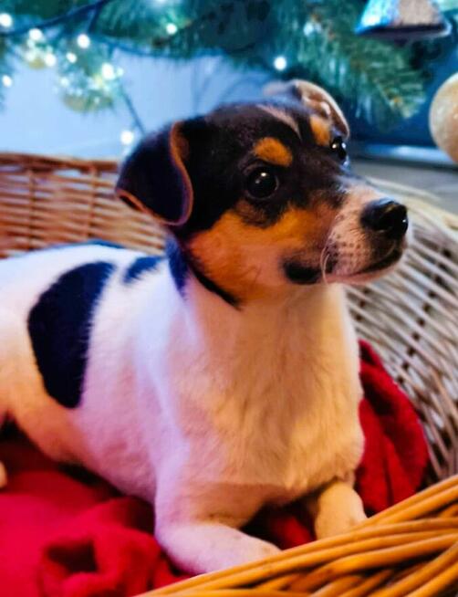 LOTOS - 3,5 miesięczny szczeniak szuka najlepszego domu