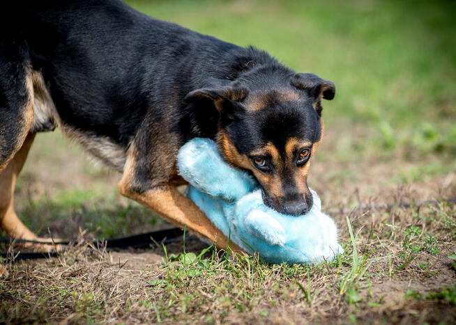 3letni Pajdek do zabaw szuka swojej rodziny. Czy to Ty/Wy?:)