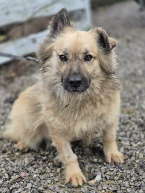 Maniuś – mały promyk radości szuka domu