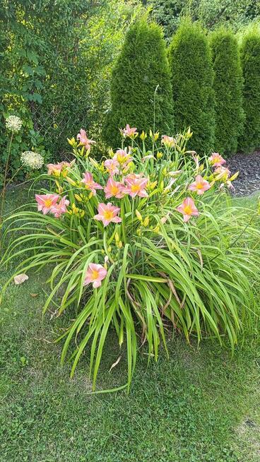 Sprzedam działkę nr 13 ROD Chylice ul Marka Grechuty