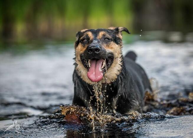 Od kilku lat szukam domu - mogę pójść z tobą?