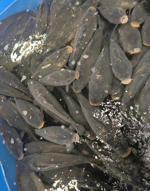 Karp sprzedaż Wrocław