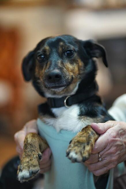 Dwie nakolankowe, domowe, wesołe sunieczki!