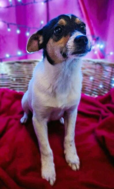 LOTOS - 3,5 miesięczny szczeniak szuka najlepszego domu