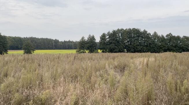 Piękna działka na wymarzony dom pod Poznaniem
