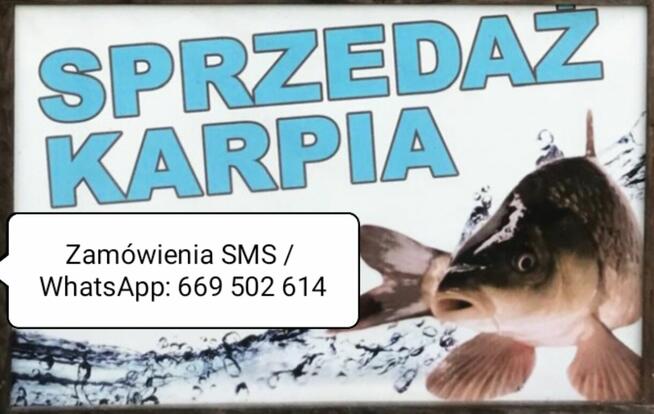 Karp sprzedaż Wrocław