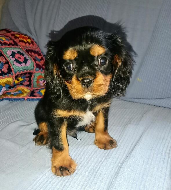 Piękny piesek Cavalier z rodowodem i wyprawką