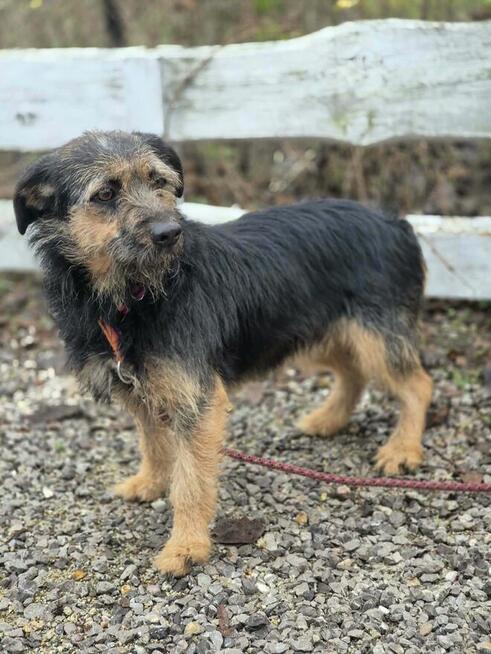 Kokosia - niewielka, delikatna sunia w typie terierka