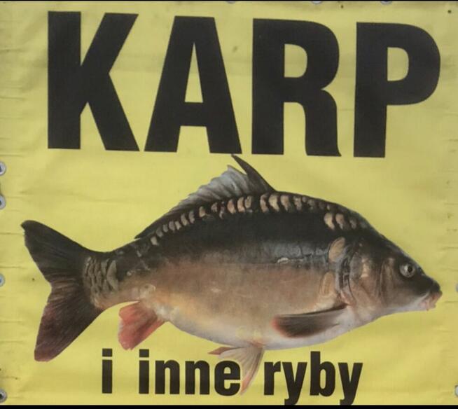 Karp sprzedaż Wrocław