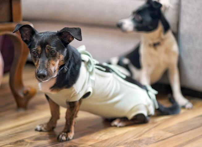 Dwie nakolankowe, domowe, wesołe sunieczki!