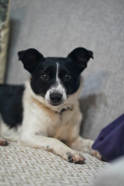 Dwie nakolankowe, domowe, wesołe sunieczki!