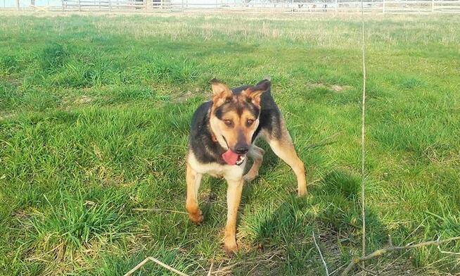 Od kilku lat szukam domu - mogę pójść z tobą?