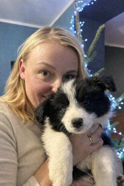 Border Collie Gotowy do odbioru