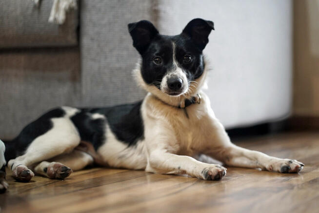 Dwie nakolankowe, domowe, wesołe sunieczki!