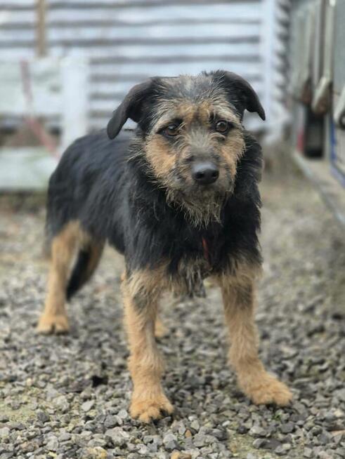 Kokosia - niewielka, delikatna sunia w typie terierka