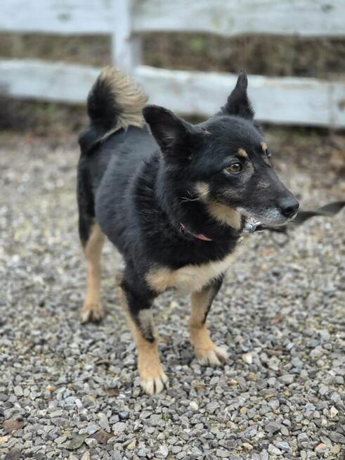 Józia - nakolankowa, wesoła sunia szuka domu!