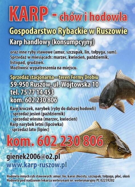 Karp sprzedaż Wrocław