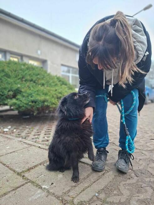 Dyzio - czarny kudłaty pies czeka na dom-adopcja