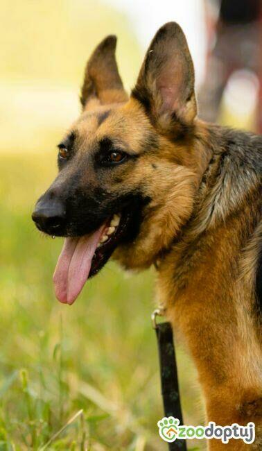 GANA - piękna sunia w typie owczarka szuka domu