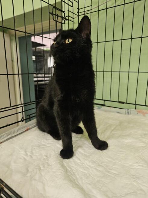 Młodziutki, kochający człowieka miziak