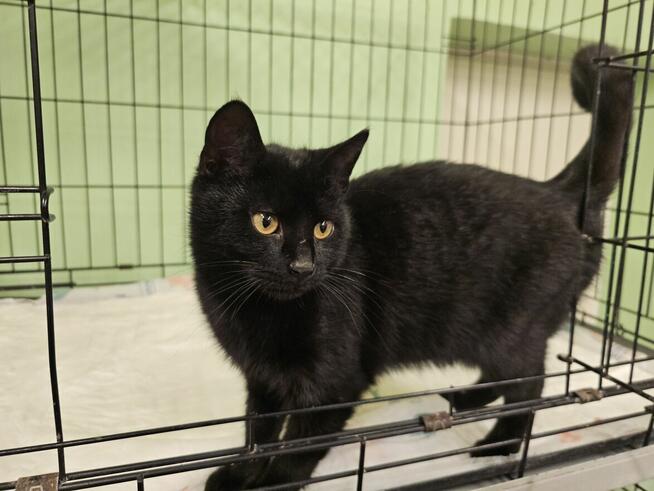 Młodziutki, kochający człowieka miziak