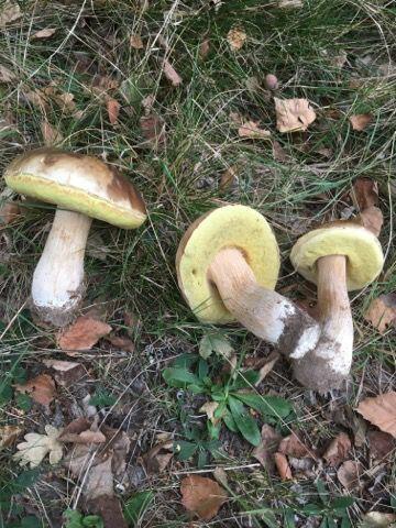 Działka budowla 3117 m2 w Kowali gm. Puławy.