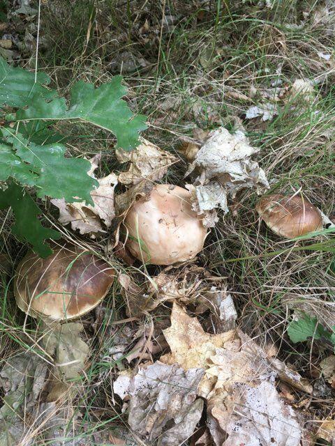 Działka budowla 3117 m2 w Kowali gm. Puławy.