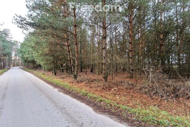 Działka leśna 6000 m2 w Mejznerzynie