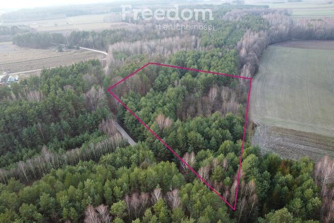 Działka leśna 6000 m2 w Mejznerzynie